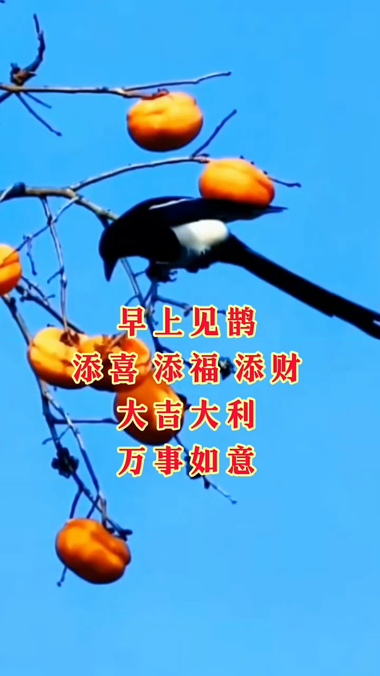喜鹊登梅下周生肖运势(2025运气最旺的三大生肖)