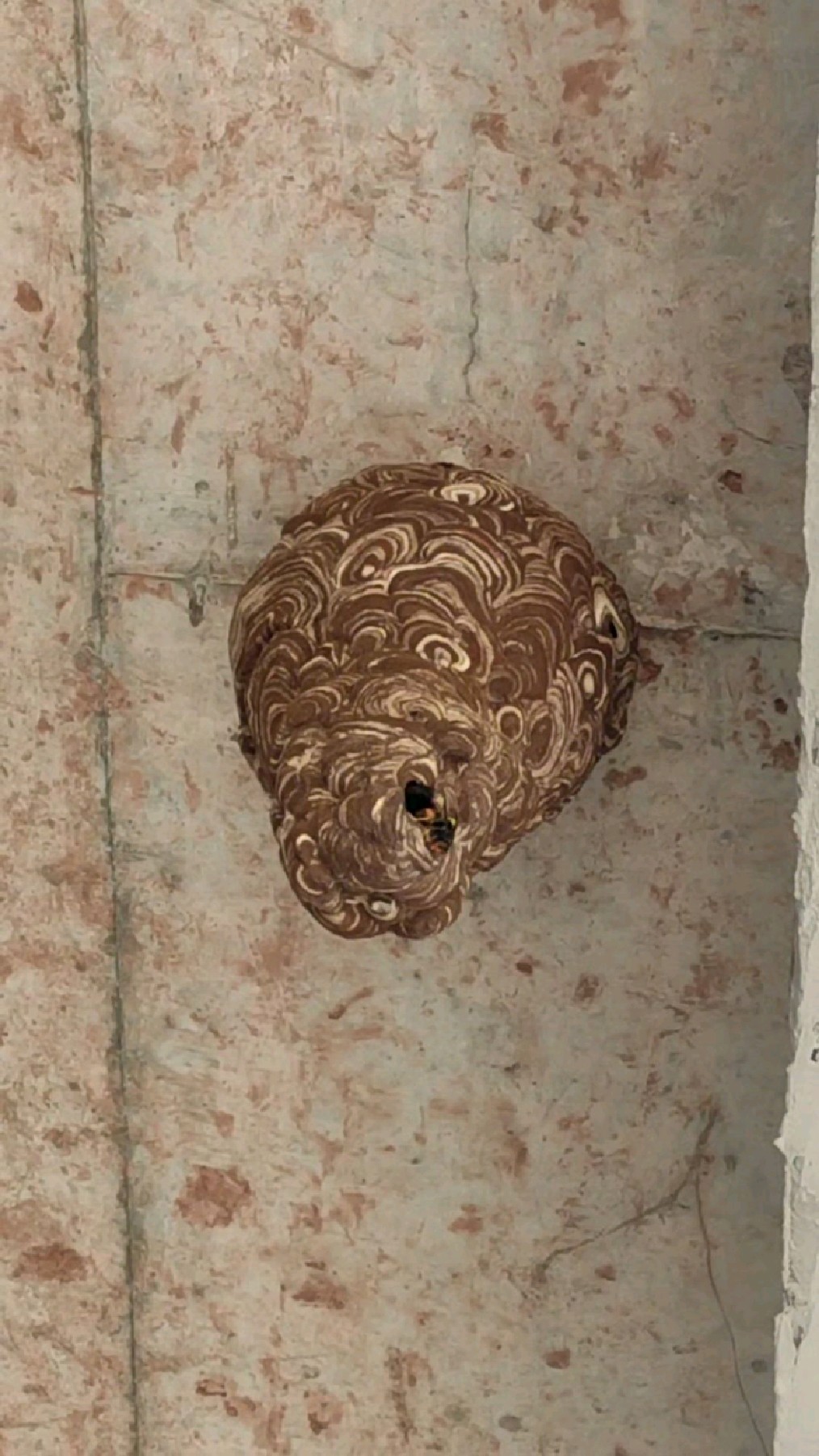 蜂场对面又来一窝黄脚,真会找地方