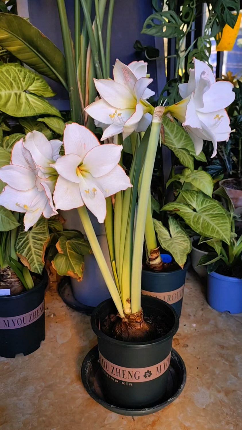 我见过开得最美的一棵花边石竹