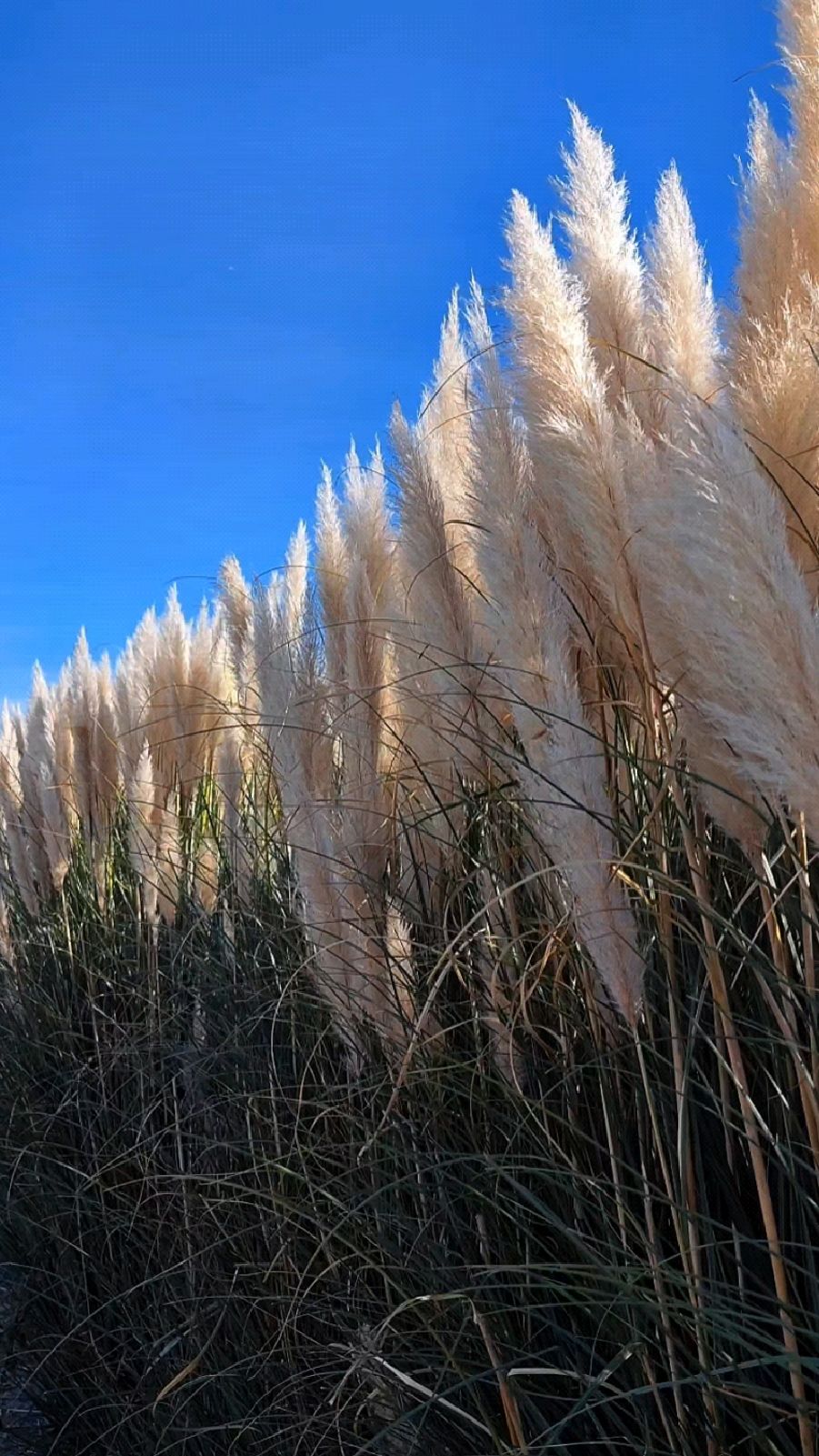 滇池边的一丛芦苇