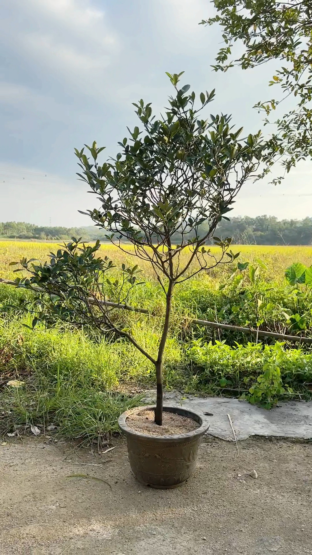 石斑木花盆景图片图片