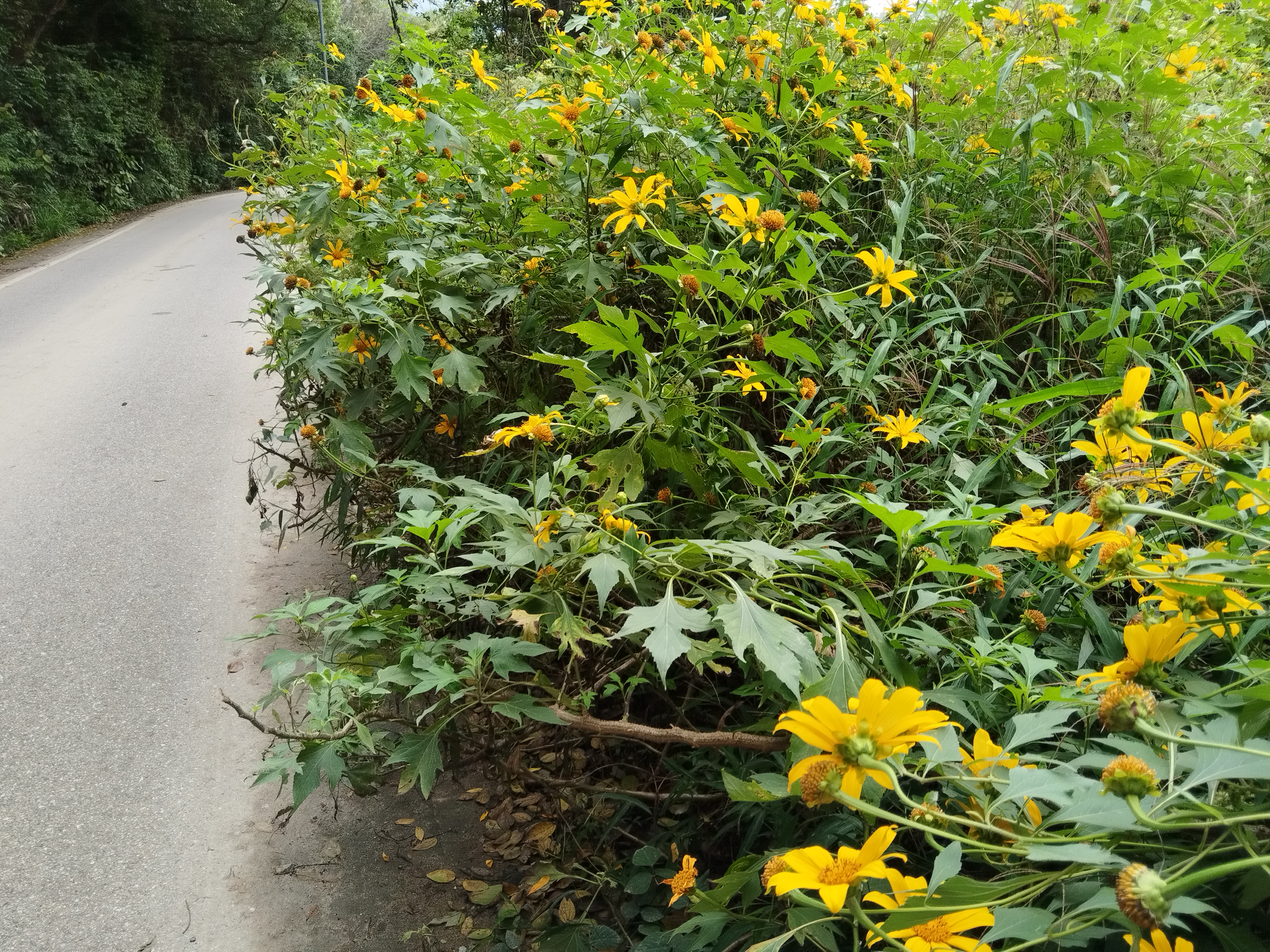 的莲麻坑路,从香园围口岸往莲麻坑村的途中,可见成片的野生"假向日葵"