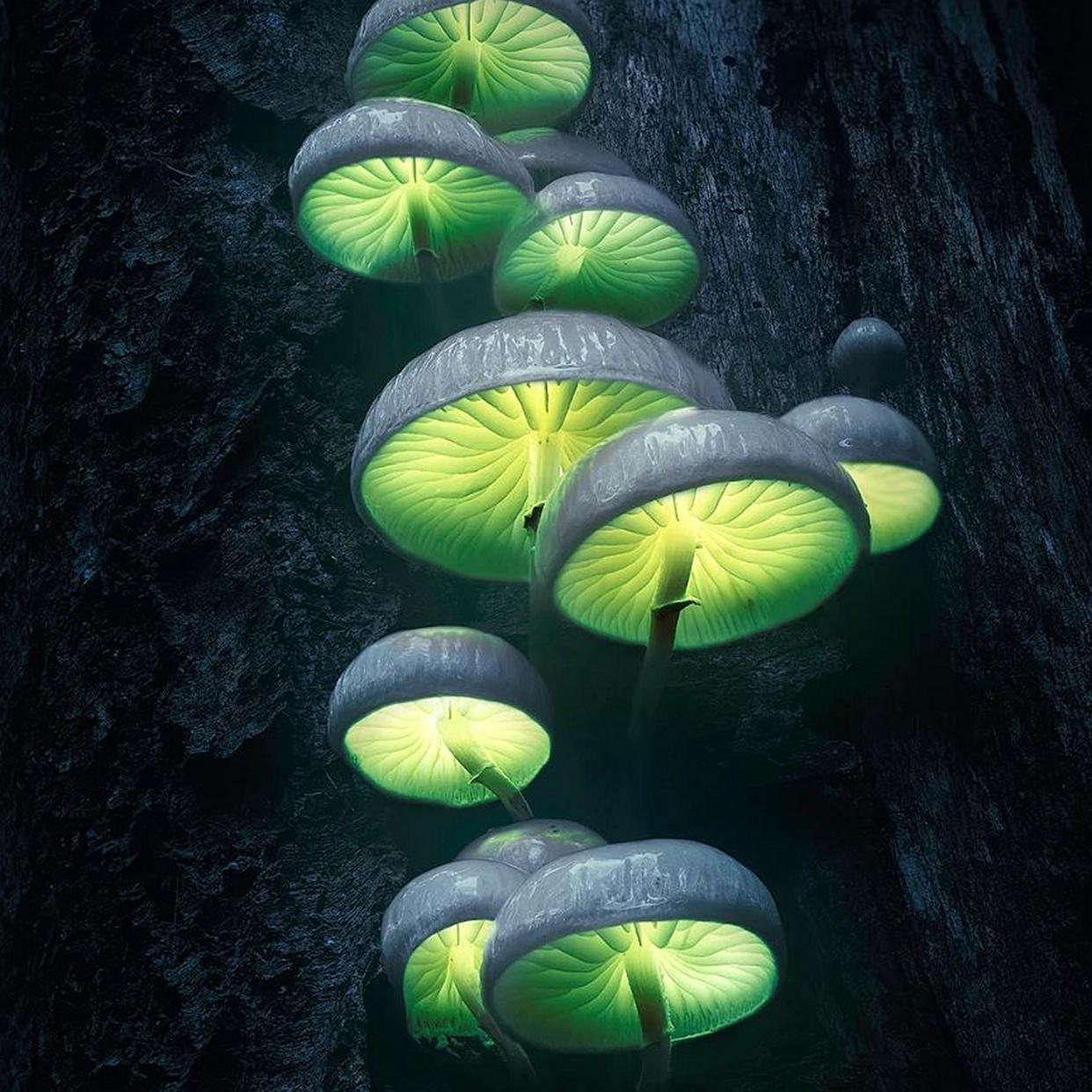 这些蘑菇就像是大自然的小精灵,有的长得像小伞,有的像彩色的棒棒糖