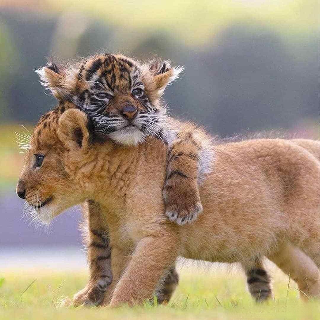 小老虎和小狮子欢闹嬉戏,小老虎一次次地虎扑,小狮子在一旁笑得直打滚
