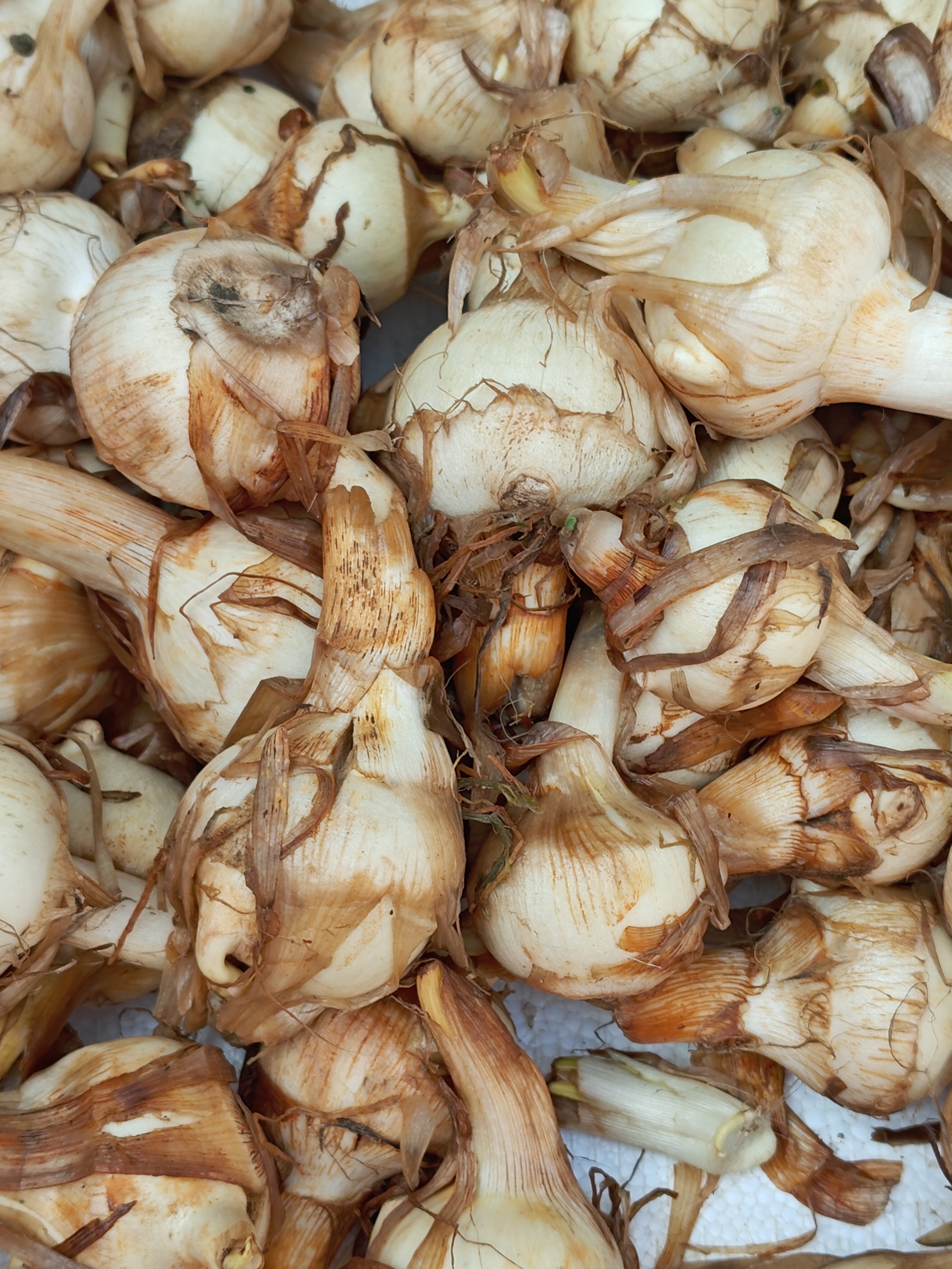 又是慈菇的季节了,这一种大丁的慈菇好吃,口感比较蓬松粉香,没有苦