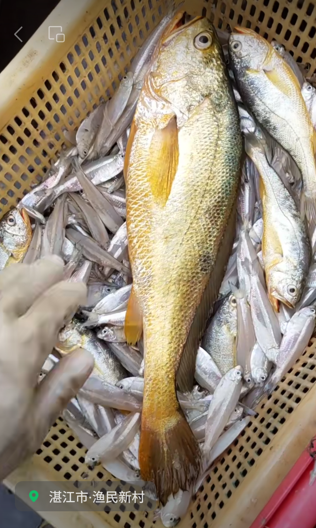 刷到湛江上水的野生大黄鱼,冬天了,黄花鱼状态非常好,但和东海大黄鱼