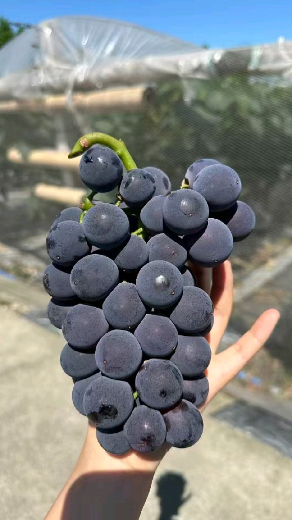 五年生蜜光,宝光葡萄树苗,现挖现发