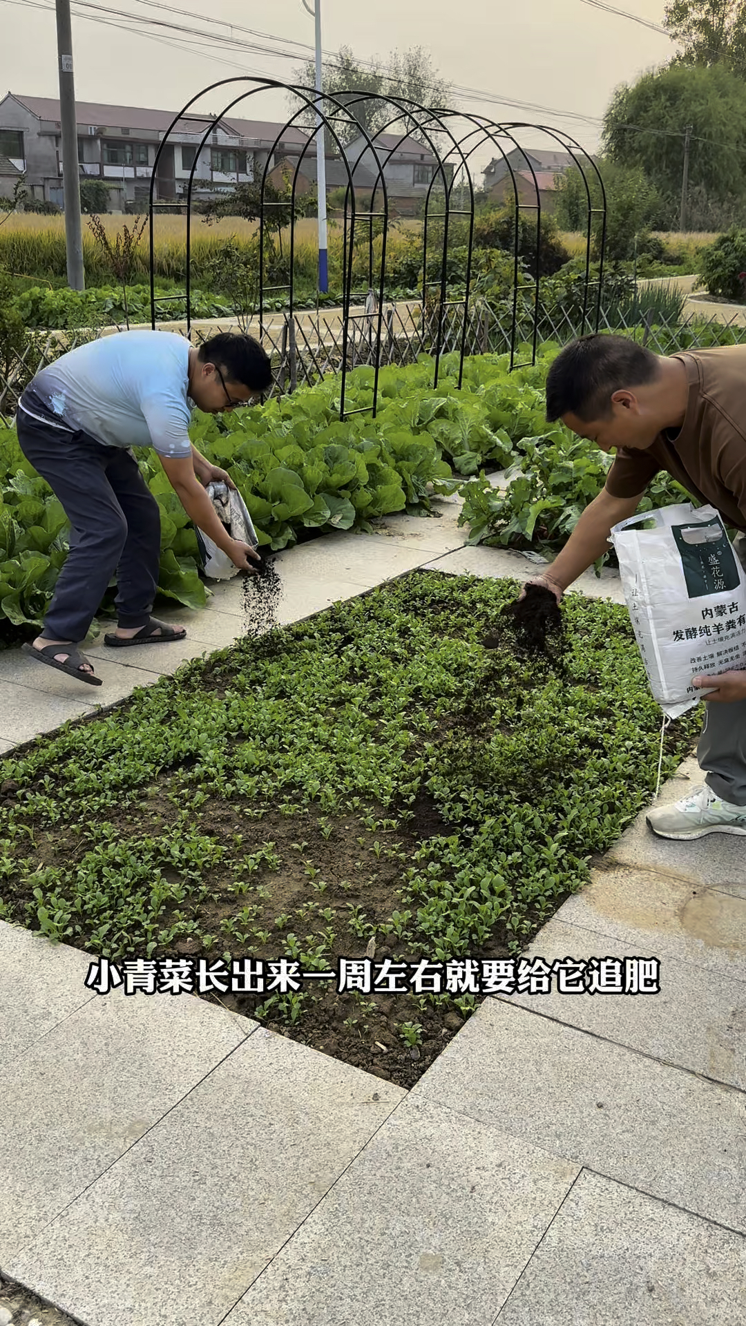 我的小青菜正在努力生长呢.家人们千万