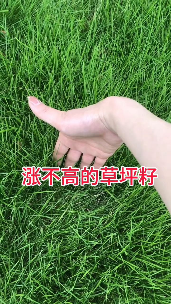 四季青草坪种子,绿化四季青草坪草籽草坪高羊茅狗牙根草籽早熟禾