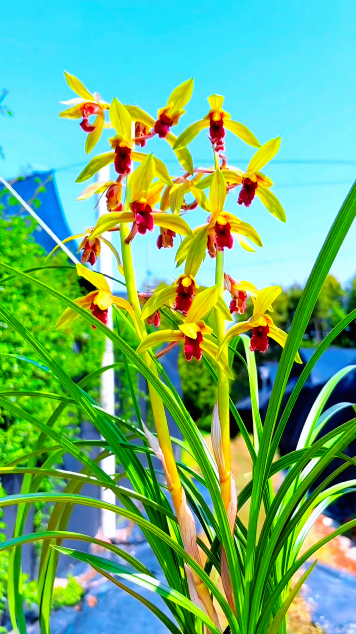 蕙兰也叫九节兰,九头兰,其香味浓郁,耐寒耐旱,好养易开花