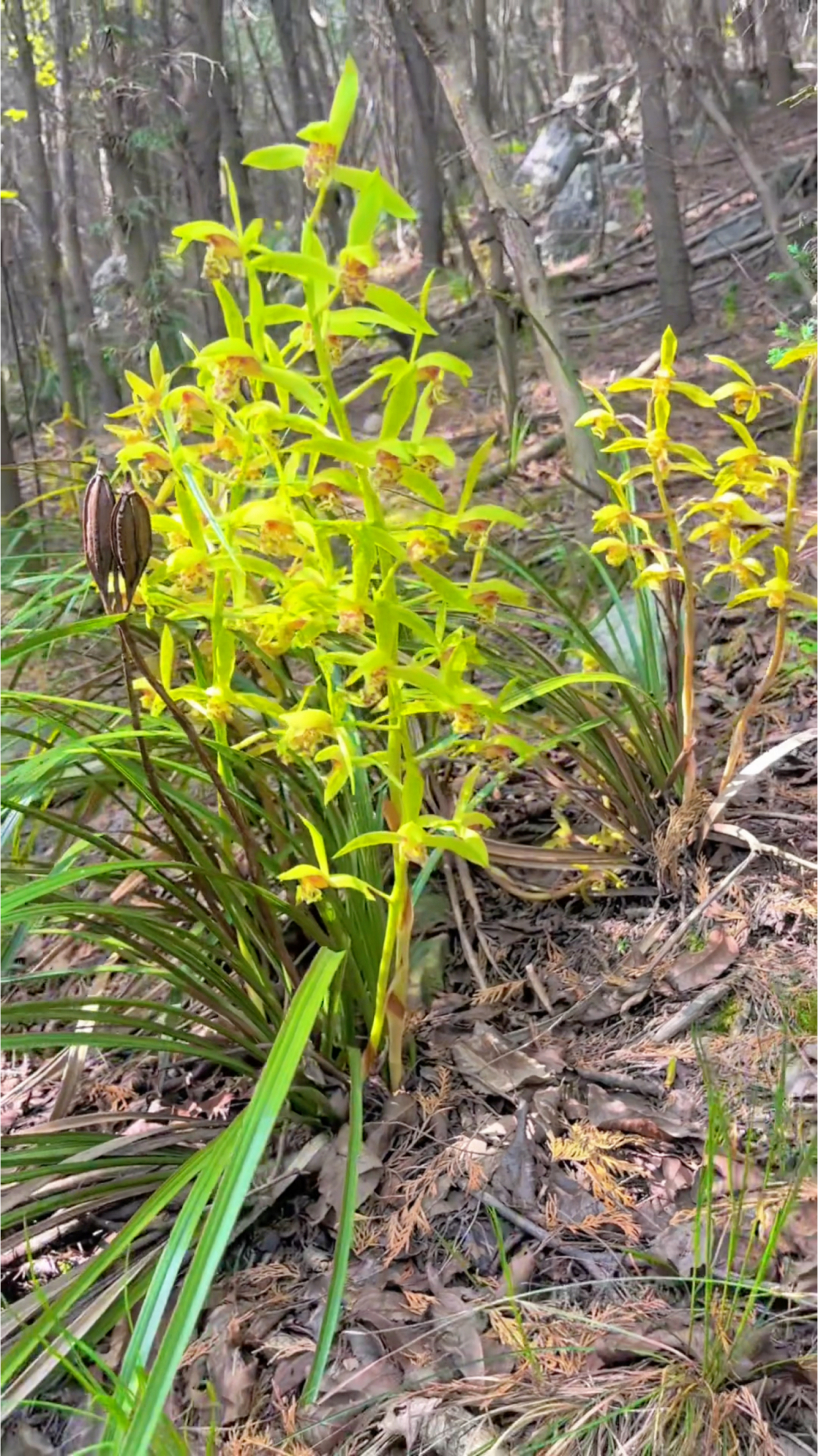 蕙兰香味浓郁,好养易开花,家里开一盆,满屋都是香的
