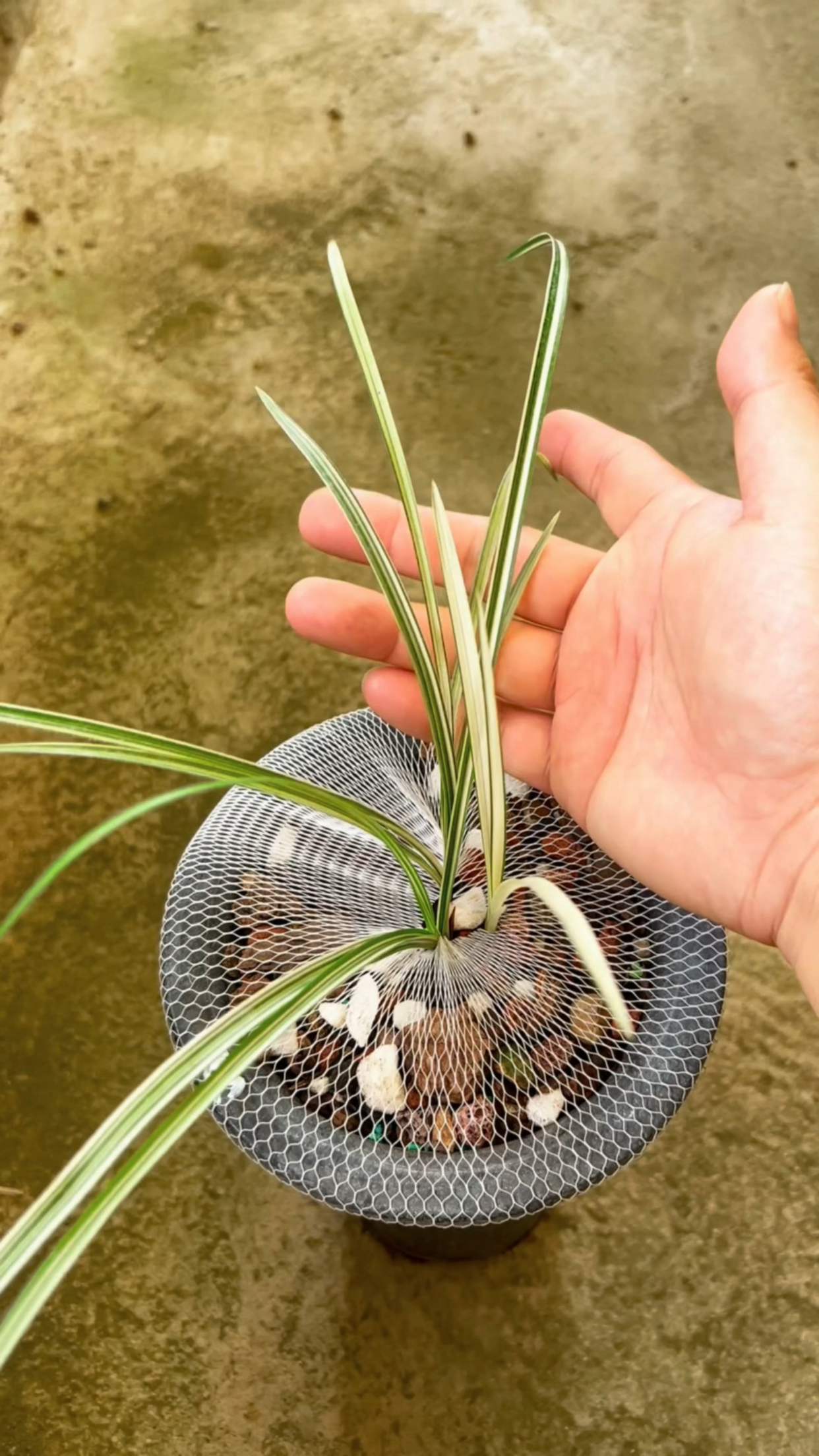 松栗王混合火山石栽种的蕙兰绣香锦,艺跳得很漂亮