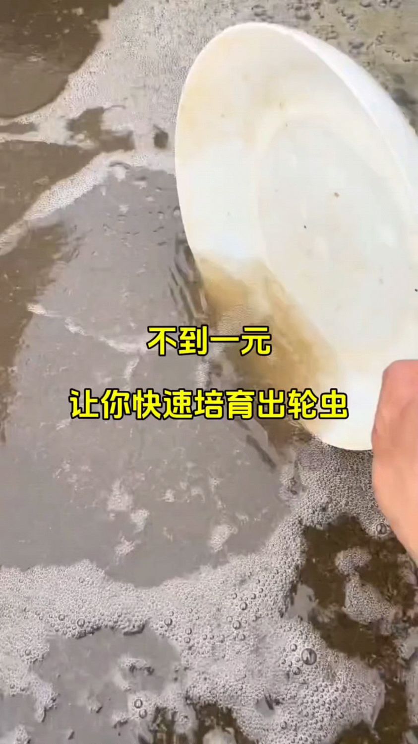 教你快速培育出轮虫