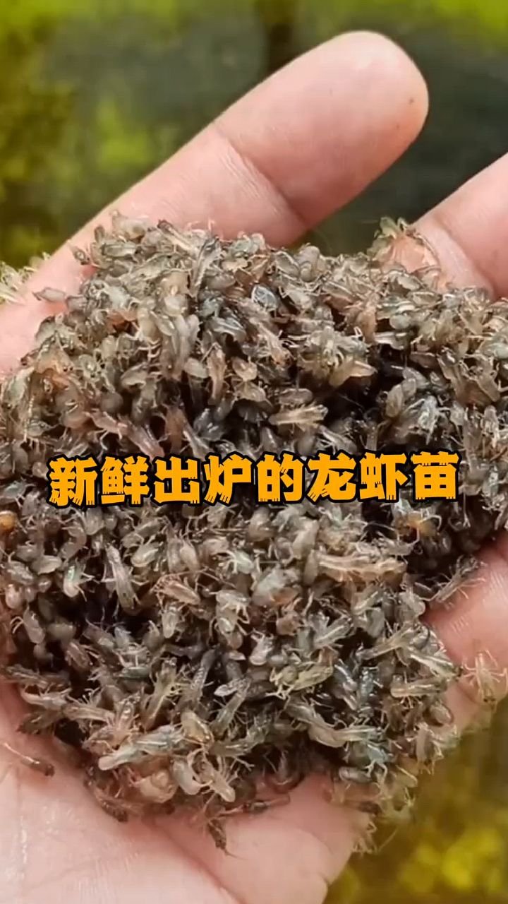 看看这个小虾苗