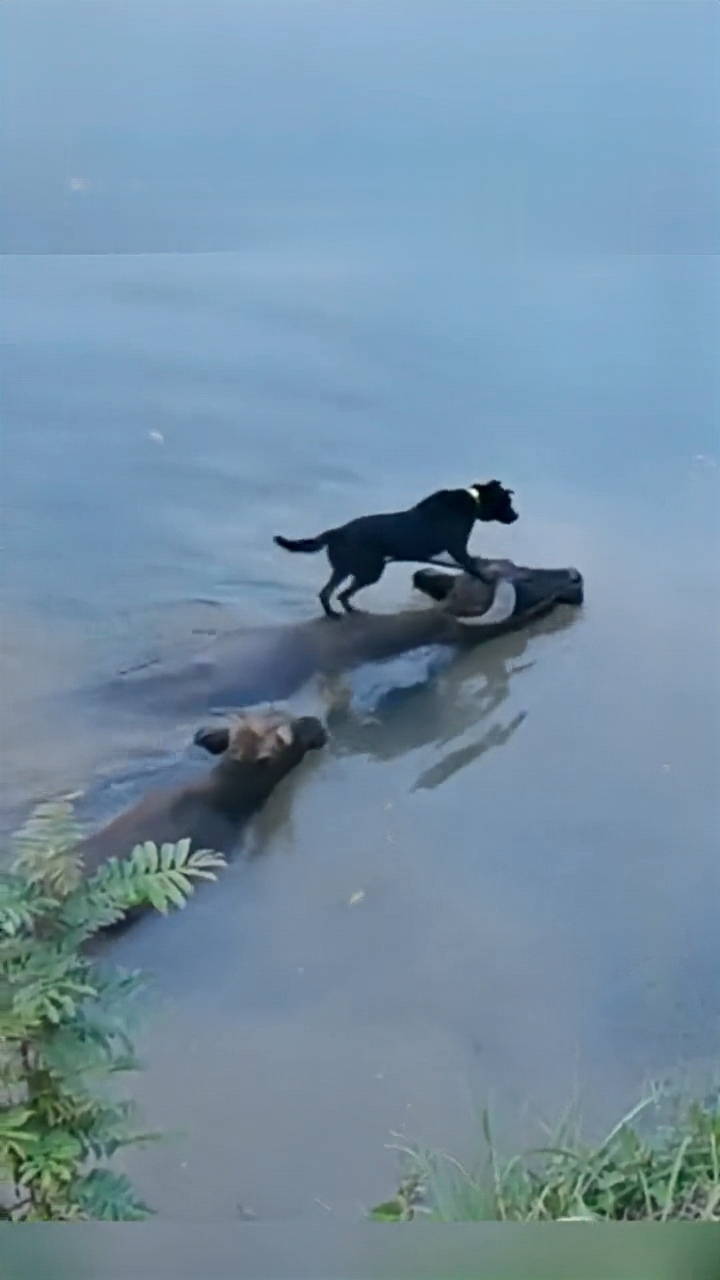 那狗子估计都懵了,水牛大哥你们是要闹哪样啊?这也太会玩了吧!