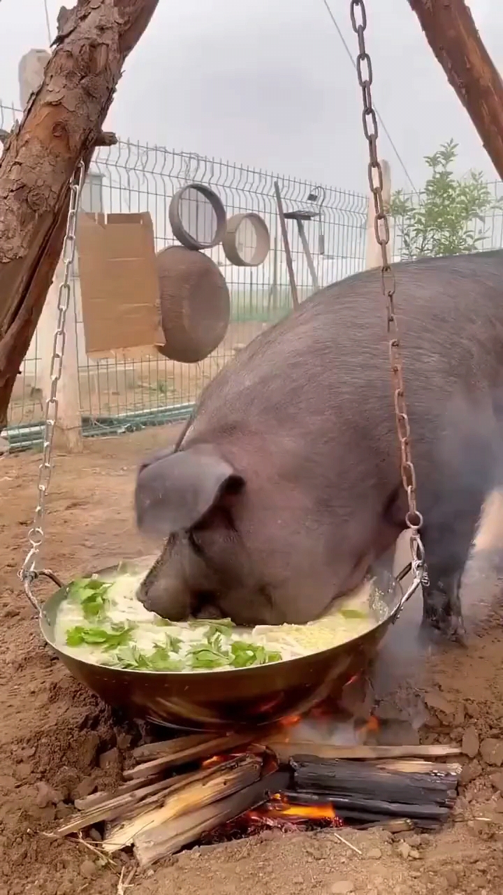 看那口锅里,面条正欢快地翻滚着,一头圆滚滚的猪兄正对着锅大快朵颐