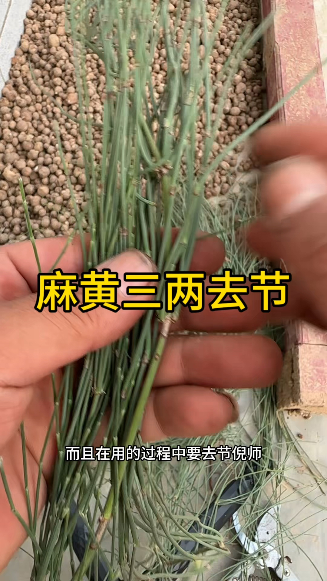 节节草提取麻黄工艺图片