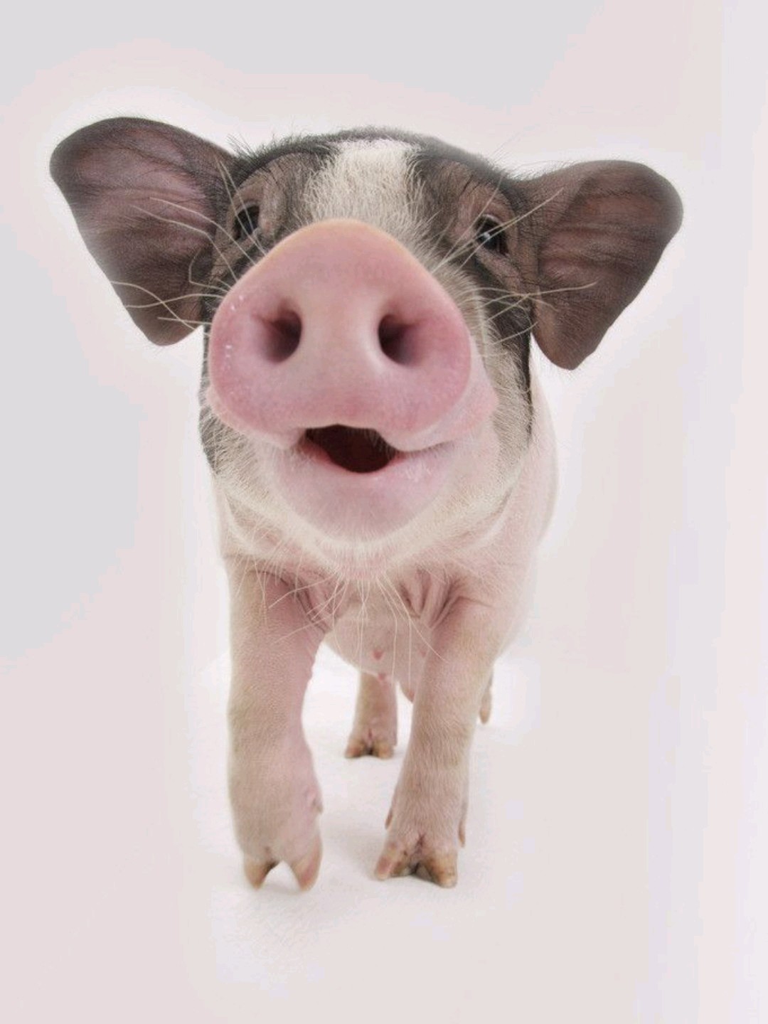 异曲同工之妙,反正我看了第一眼就想到了猪鼻子