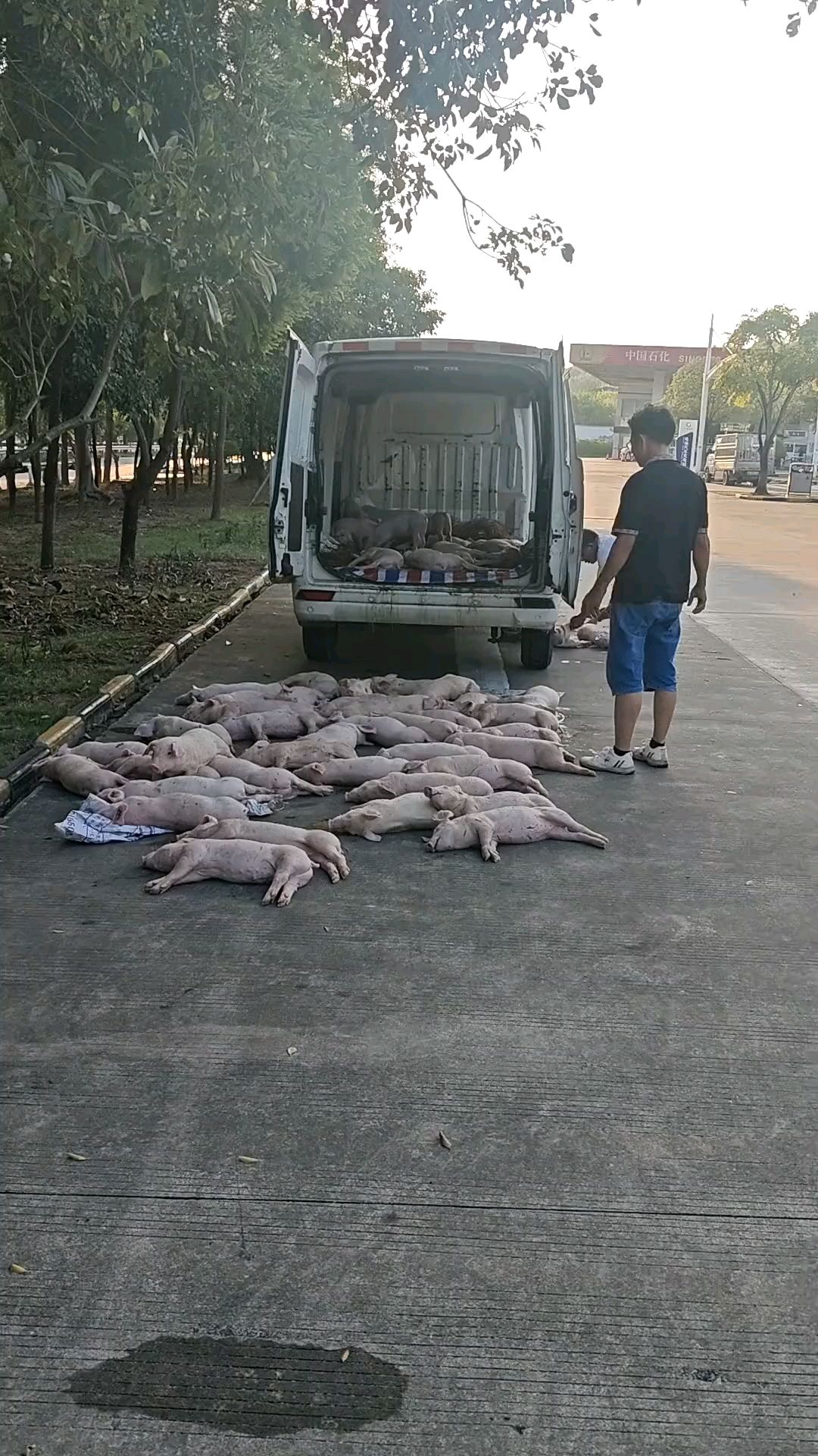 真是猪一样的队友,货拉拉用封闭车拉猪仔因缺氧昏迷