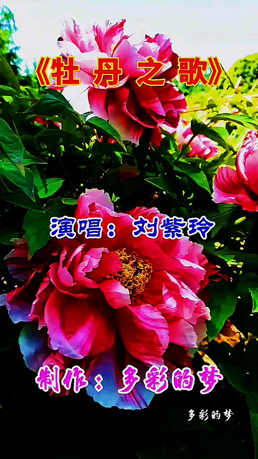 《牡丹之歌》原创音乐视频