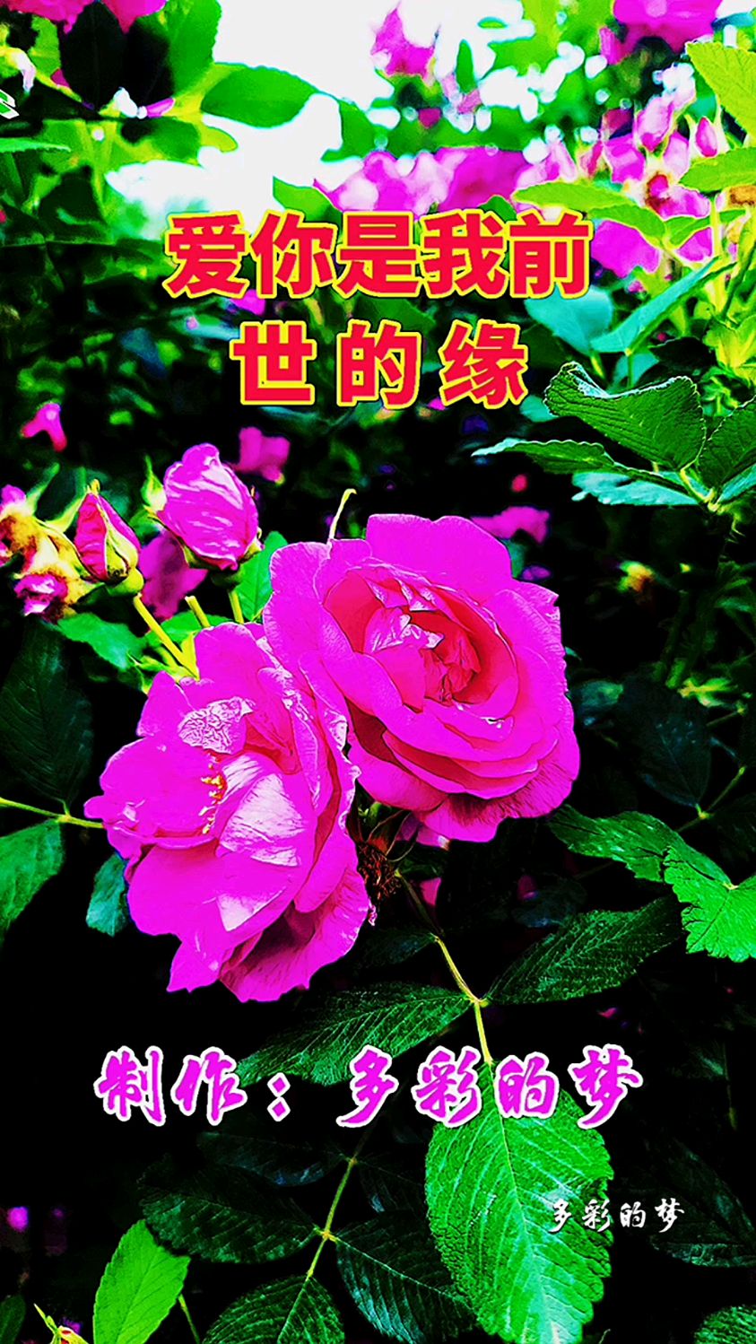 《爱你是我前世的缘》原创音乐视频
