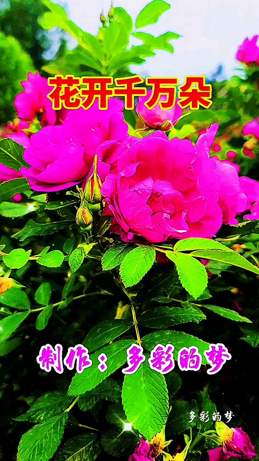 《花开千万朵》原创音乐视频