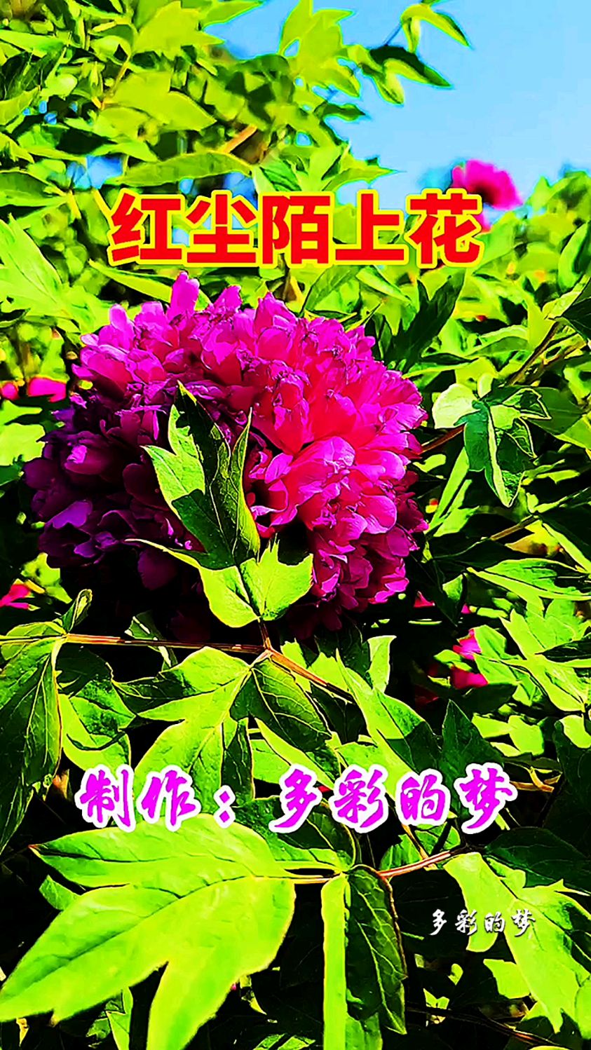 《红尘陌上花》原创音乐视频