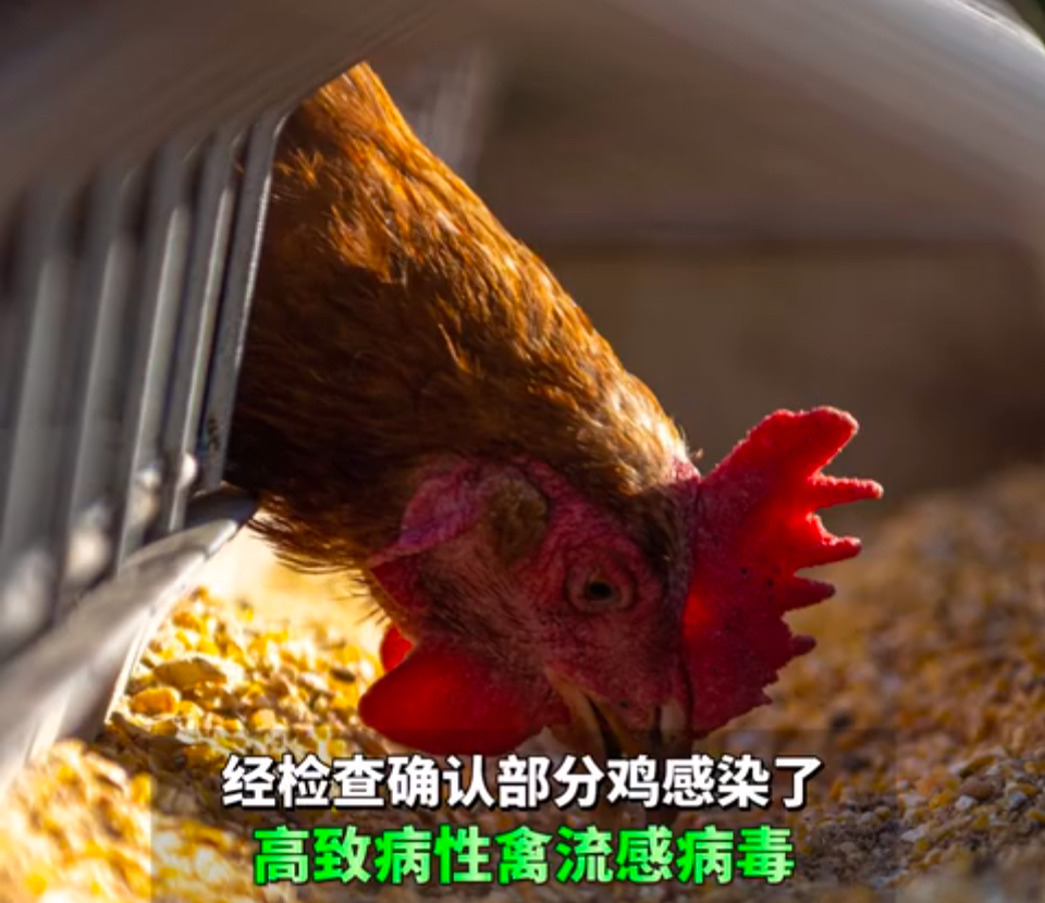 1月2日,日本爱知县和岩手县报告当地确认禽流感疫情,两地县各有一家