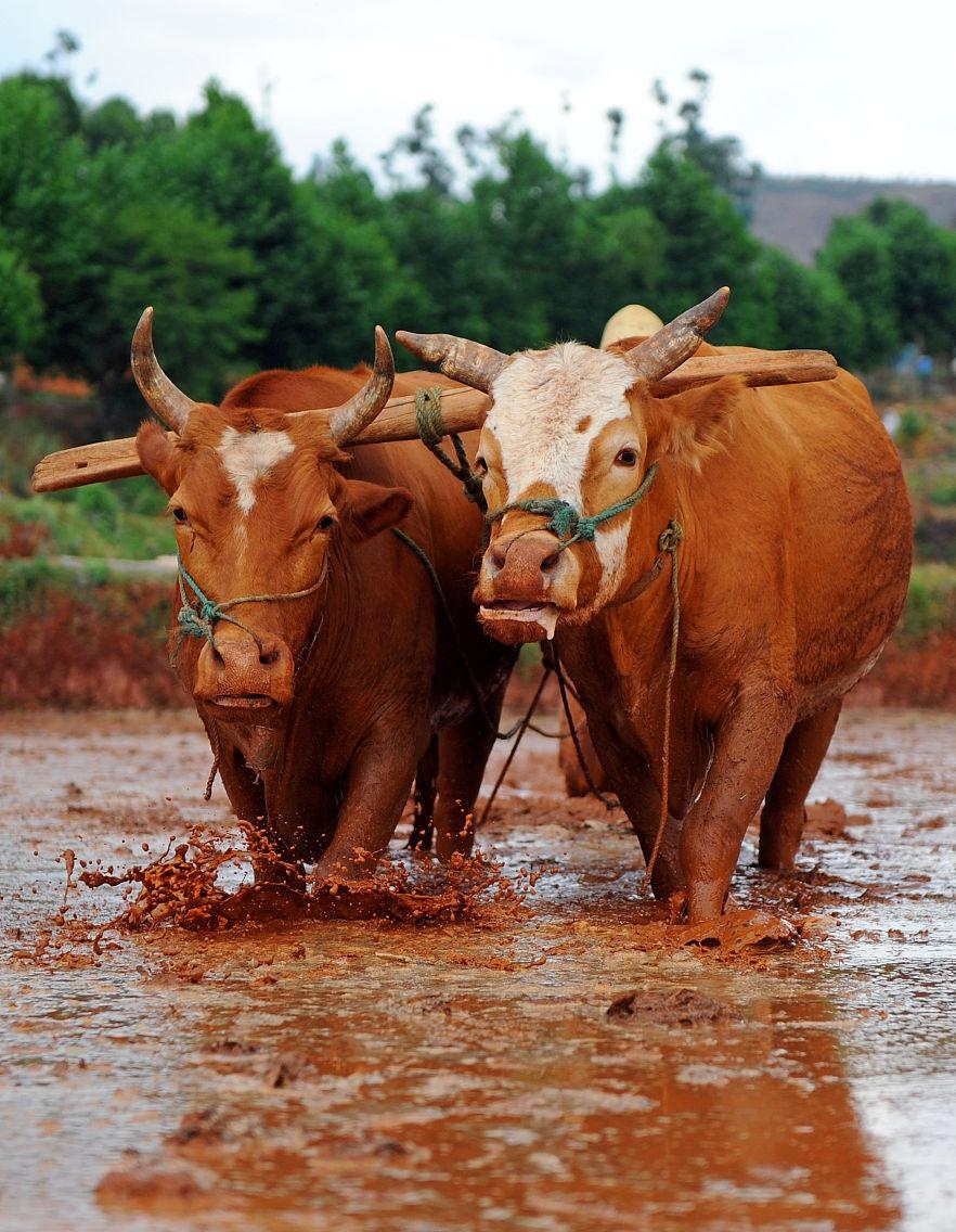 农夫报案说牛舌头被人割掉,包拯:把牛宰了,罪犯自然会来自首