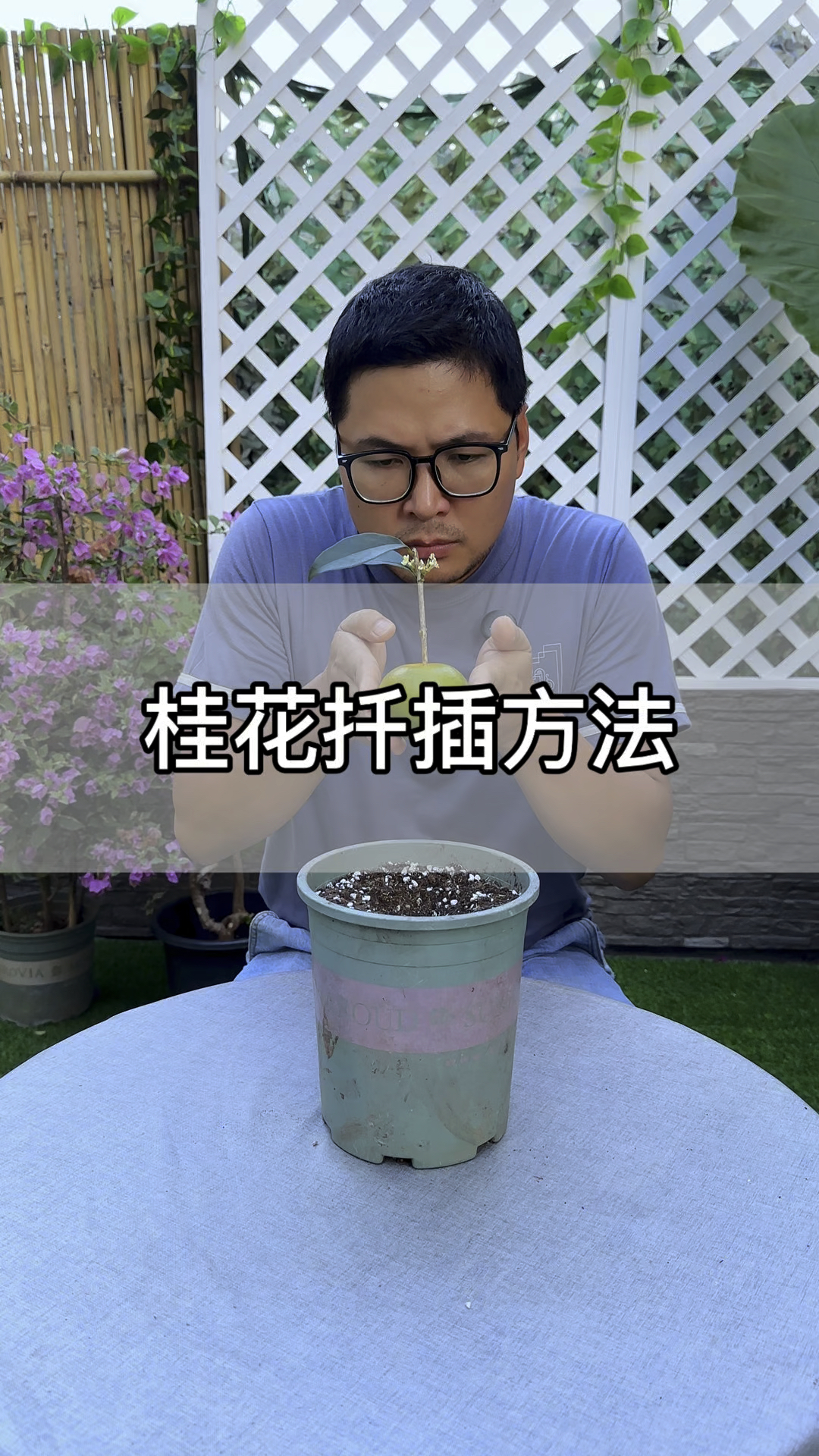 奇葩又好玩的桂花扦插方法