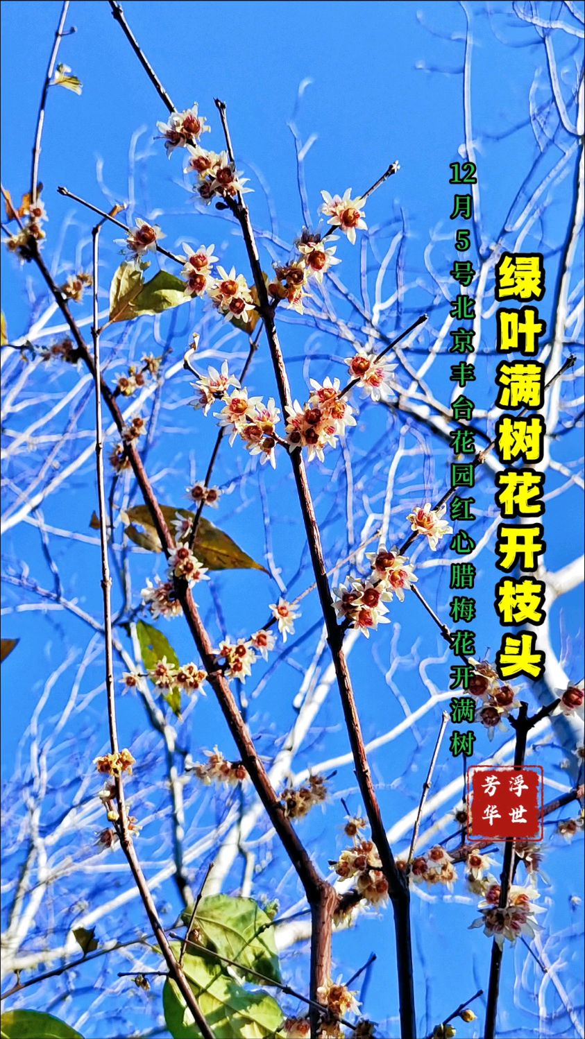 12月5号北京丰台花园狗牙腊梅芳香绽放