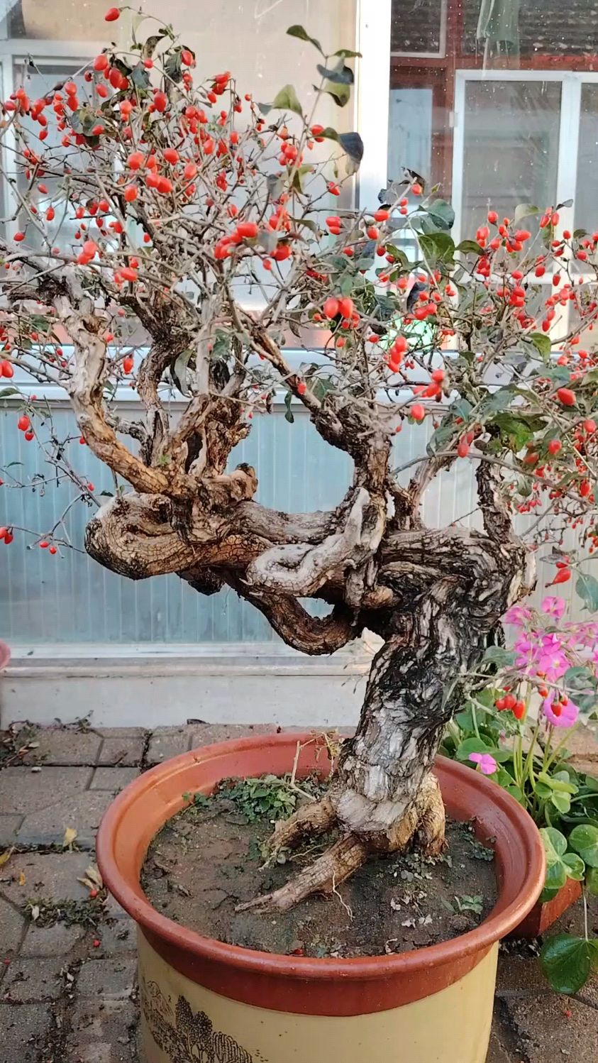 苍老霸气的枸杞盆景