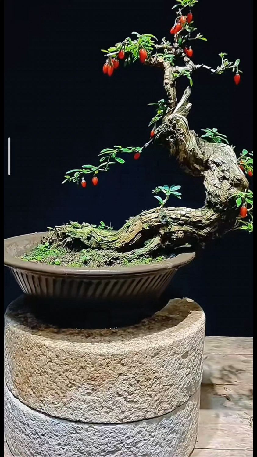 山东老陆枸杞盆景欣赏