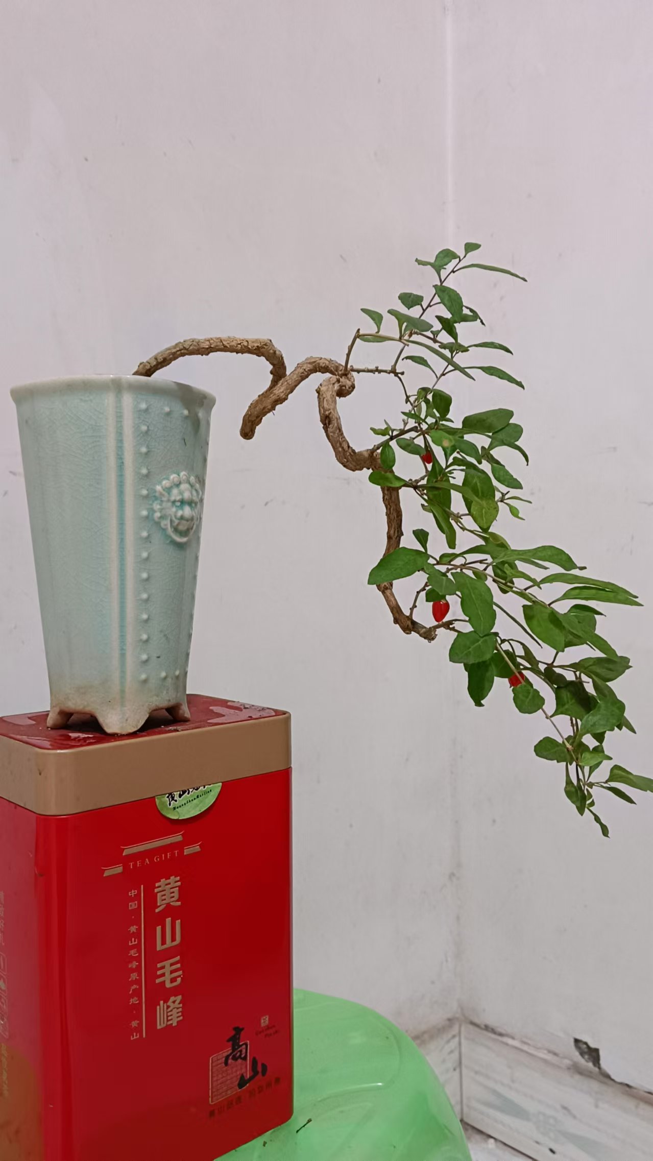 陈树春枸杞盆景欣赏.