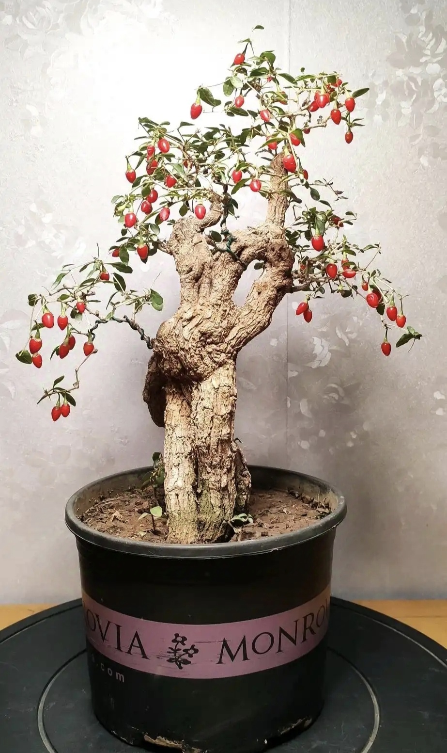 天赋不好,后天的精心养护可以弥补.枸杞盆景也是这个道理.