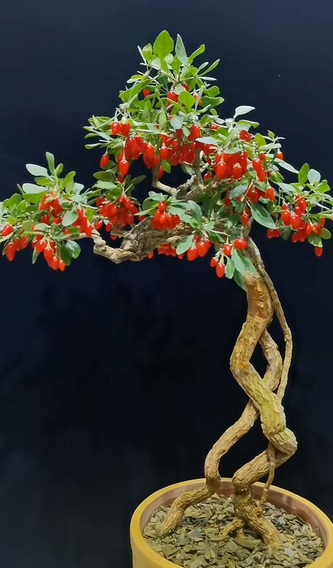 阳光的枸杞盆景.