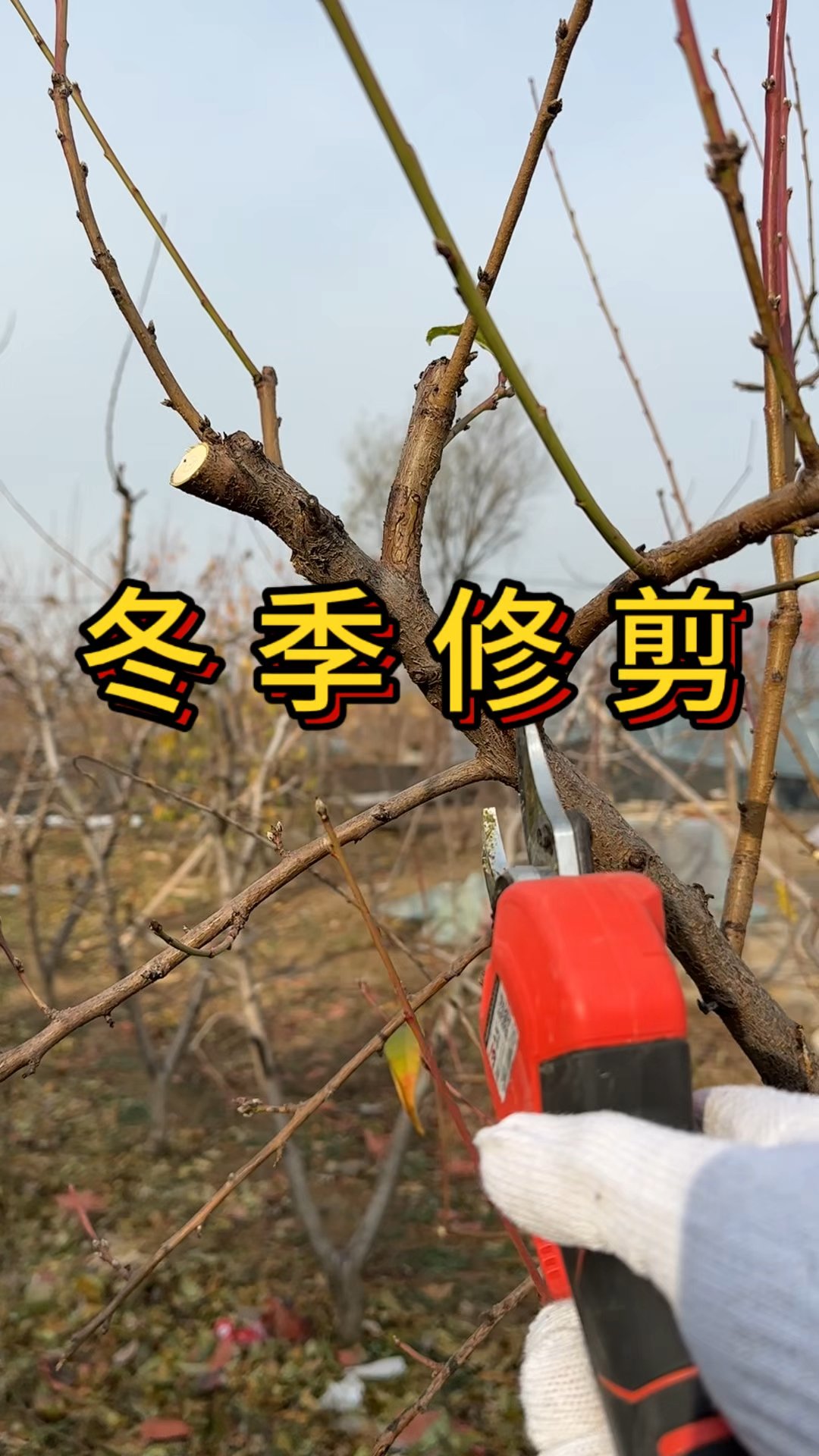 冬季桃树修剪该如何选择"树头"单株延伸掌握好