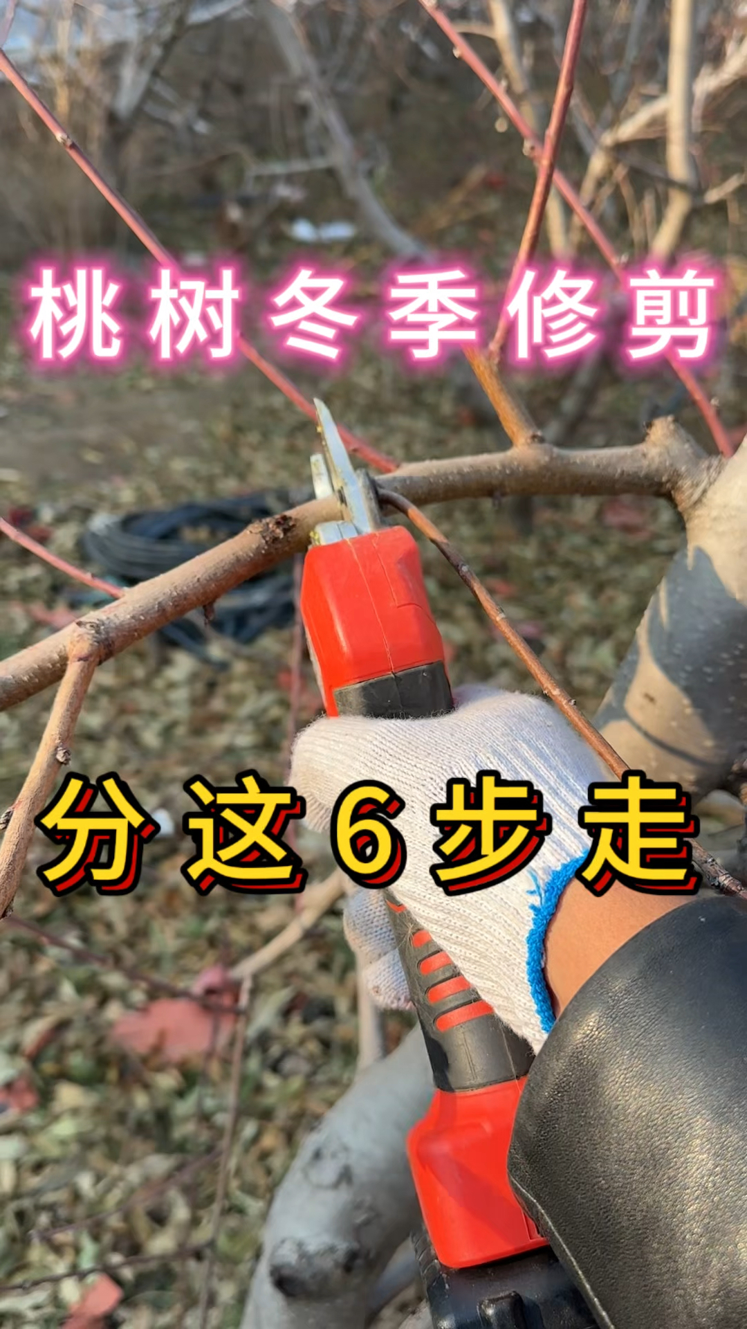 学会这6步,"桃树冬季修剪"变的更简单!