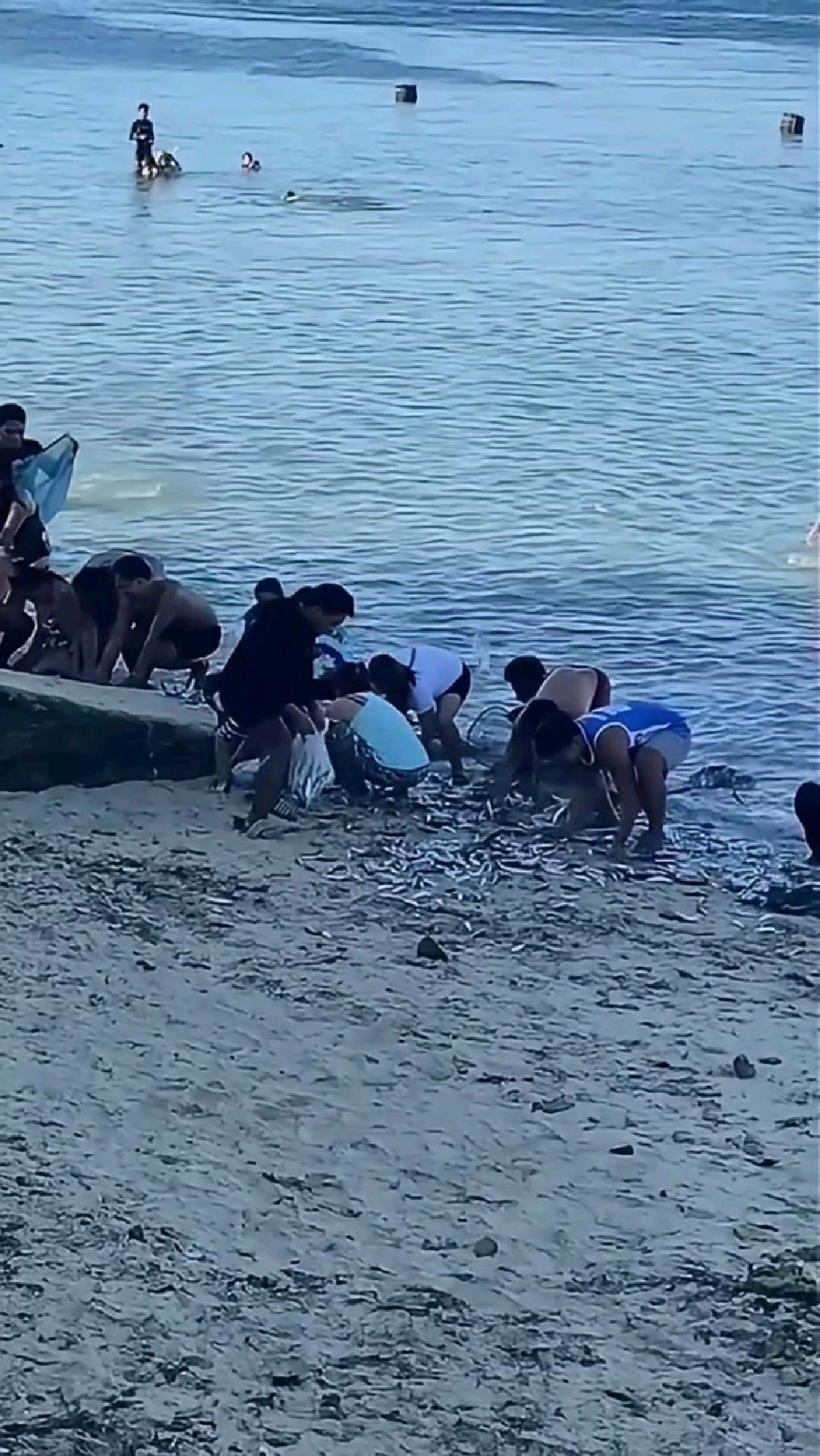 赶海抓鱼,鱼多到根本抓不完