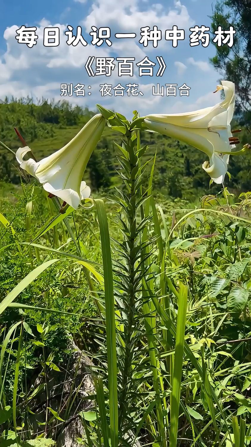 野百合 野百合也有春天