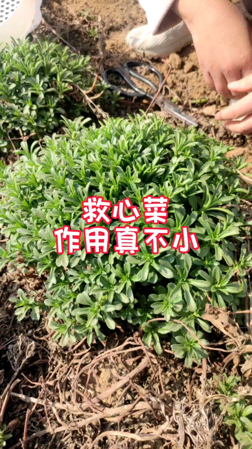 为什么要种救心菜?作用真不小!