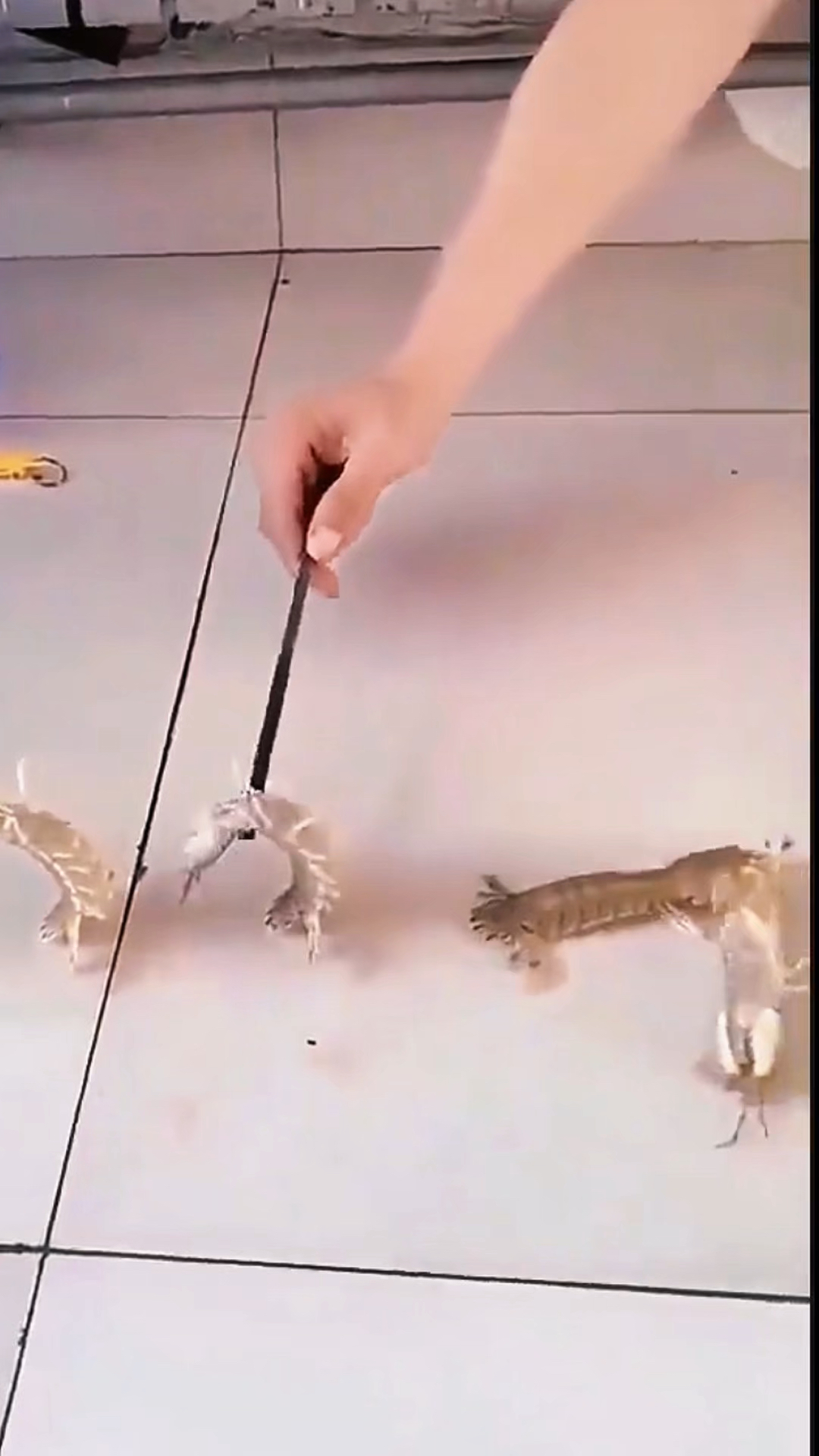 涨见识了!才知道皮皮虾原来这么好玩,太有趣了!