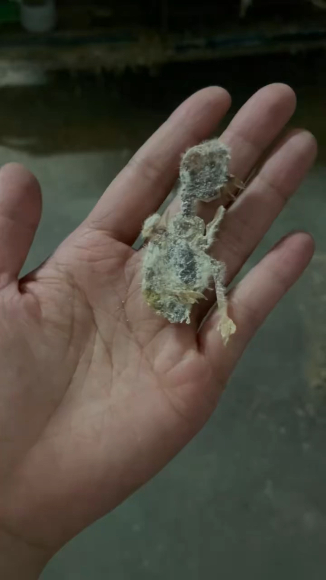 牡丹鹦鹉被大鸟压死了!