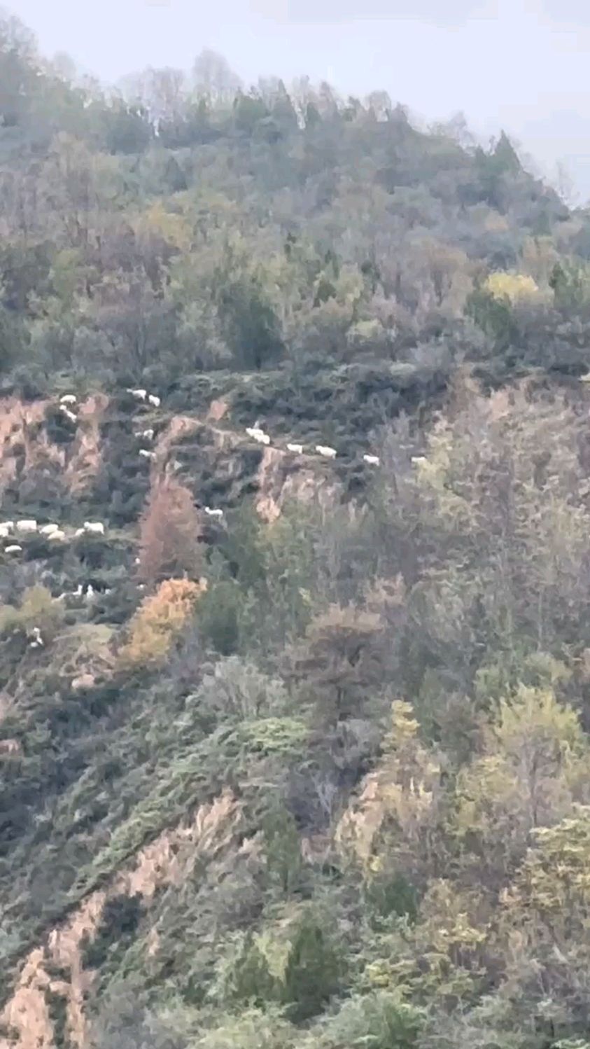 正破坏退耕还林成果,地标延安志丹县义正镇封山禁牧效果显而易见