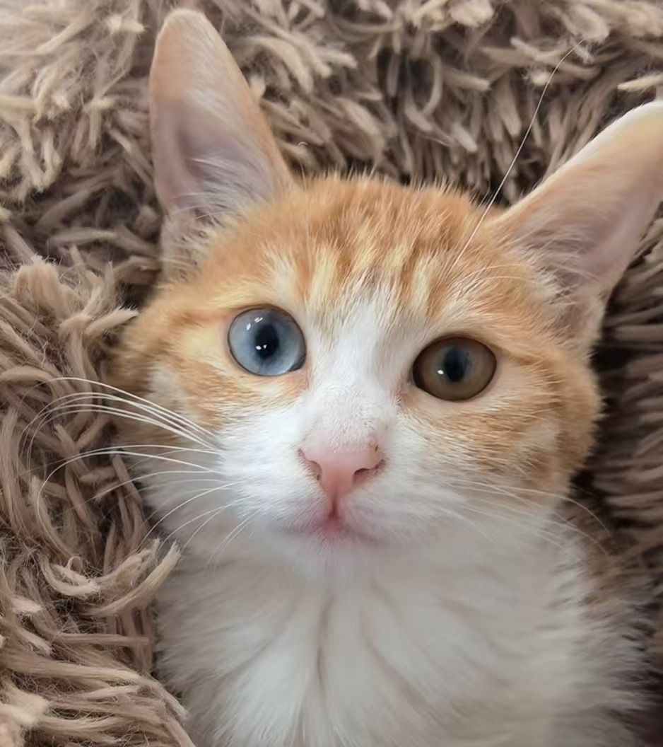 看着这只漂亮的异瞳小猫,不过几个月大吧,你一定难以想象,它居然在短