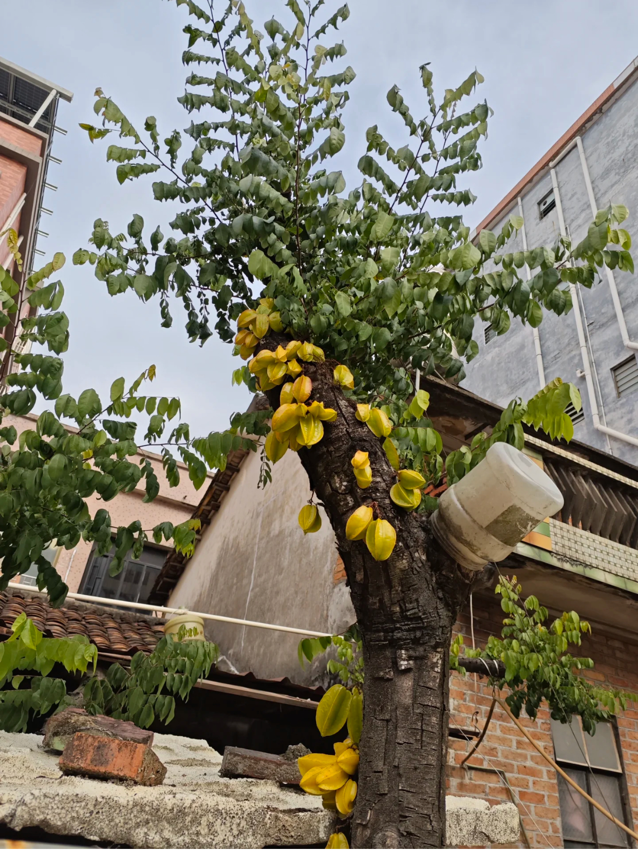 第一次见杨桃树