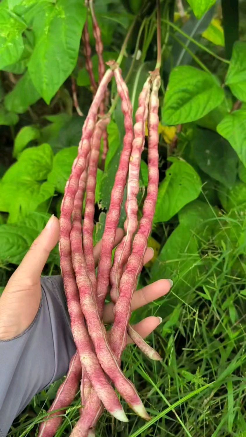要说秋季最暖胃的美食,在农村只能是这种豇豆了,自然补铁蔬菜