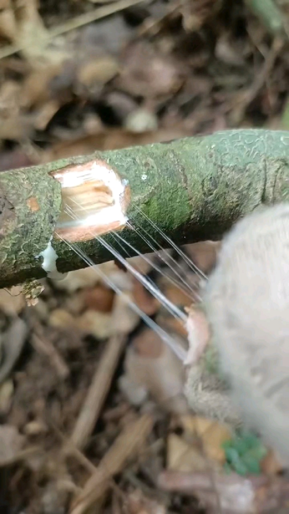 每次玩它就想她,藕断丝连,依依不舍,在藤杜仲上体现的淋漓尽致