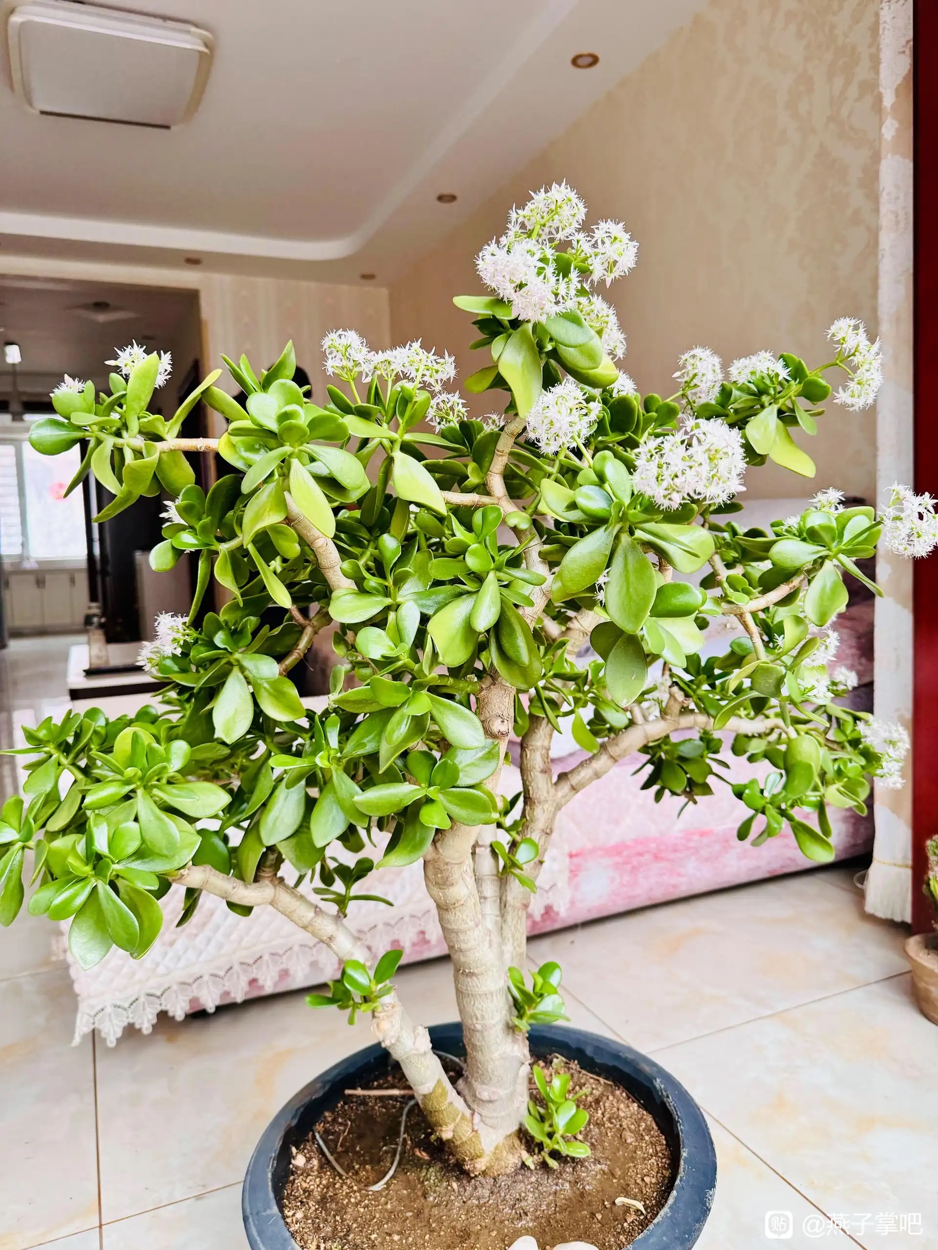 玉树,开花了#多肉植物