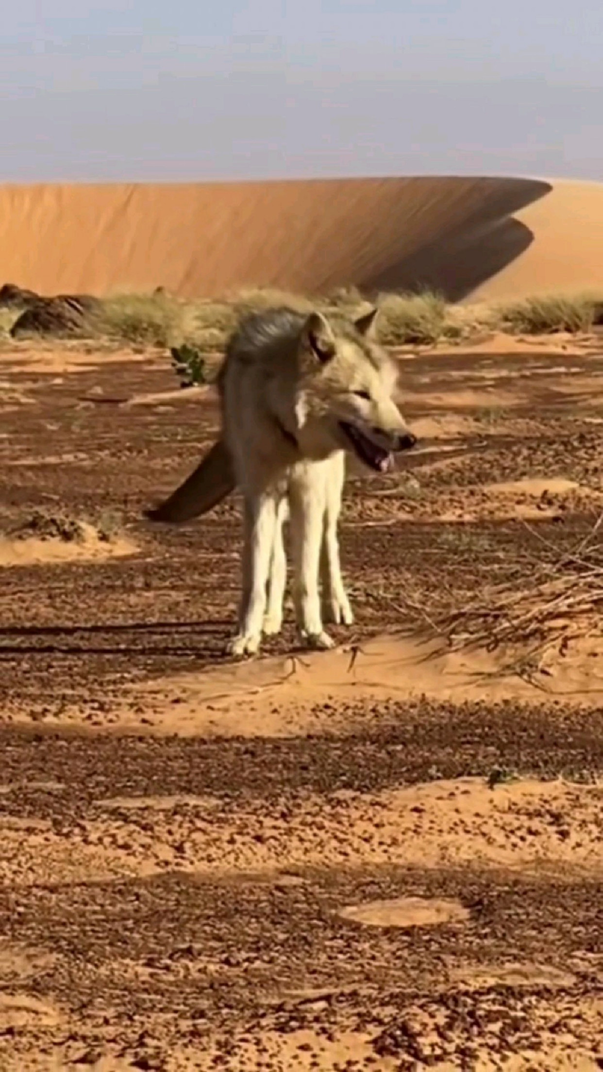 荒野戈壁中的野狼